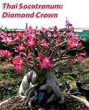 Adenium Thai Socotranum \'Diamond Crown\' 5 Seeds